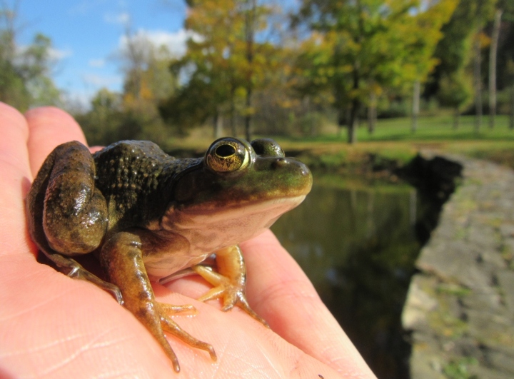 American Bullfrog